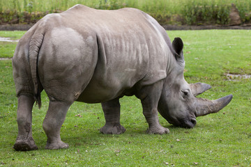 Obraz premium Southern white rhinoceros (Ceratotherium simum simum).