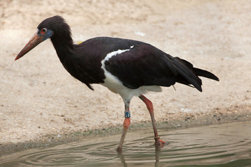 Abdim's stork (Ciconia abdimii).