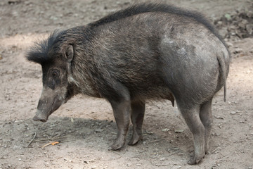 Visayan warty pig (Sus cebifrons).