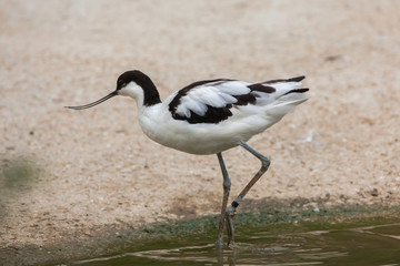 Pied avocet (Recurvirostra avosetta).