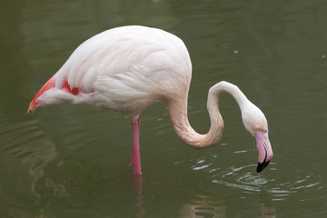 Greater flamingo (Phoenicopterus roseus).