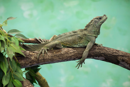 Weber's sailfin lizard (Hydrosaurus weberi).