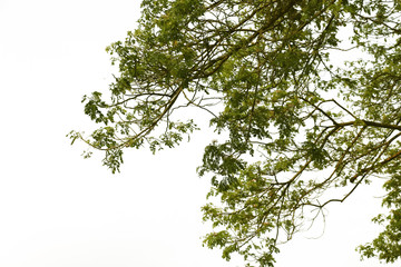 Obraz premium green treetop of tree isolated on white 