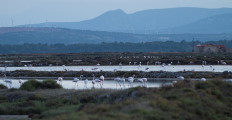 Flamants roses