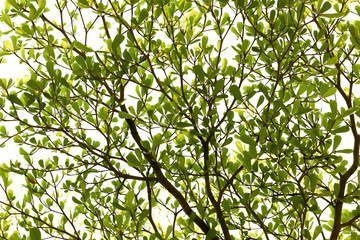 Fototapeta premium green treetop of tree isolated on white 
