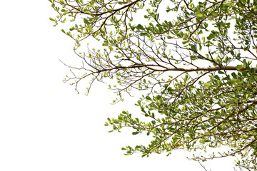 green treetop isolated on white