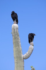 Black Vulture