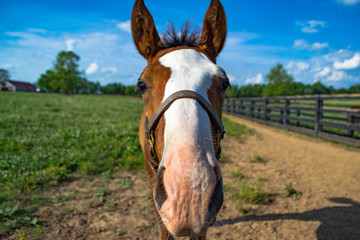 Baby Horse Nose