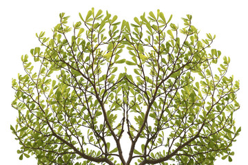 green treetop isolated on white