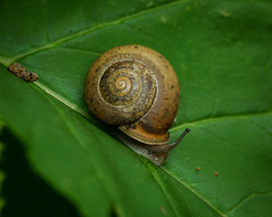 Snail on green leaf