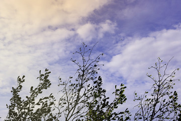 green treetop and sky 