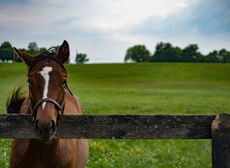 Horse over Fence