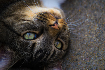 Close up Cat