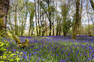 Bluebells In Killarney National Park, County Kerry, Ireland