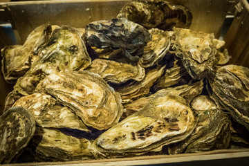 Fresh oysters served