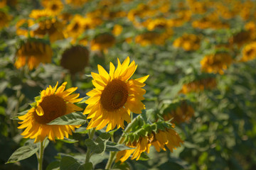Fototapeta premium Sunflower Field with Copy Space