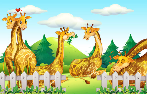 Giraffes in the safari