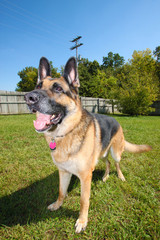 German Shepherd 