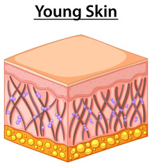 Under human skin for young age