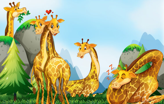 Many giraffes in the field