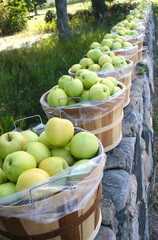 Green Apples for Sale