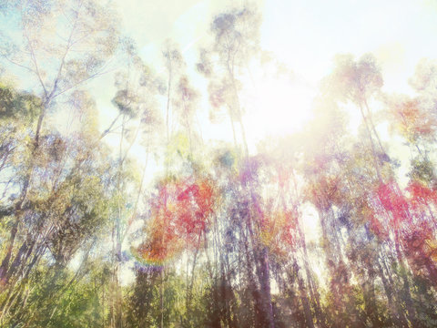 Forest Light