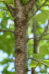 A kind of Japanese Small Cicada-Platypleura kaempferi- is hidden with a protective color pattern of cherry tree in July.