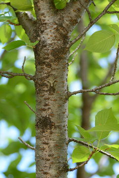 A kind of Japanese Small Cicada-Platypleura kaempferi- is hidden with a protective color pattern of cherry tree in July.