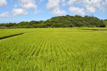 A scenery of Rice fields that spread to the countryside in Fukuoka JAPAN. It is in August.
