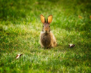 Bunny