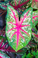 Closeup of beautiful caladium leaf flower after rainy in garden