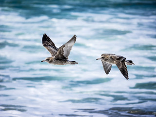 Two seagull flying on beach, California, USA
