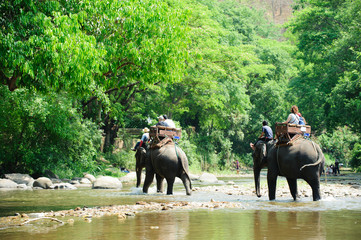 Elephant trekking through jungle