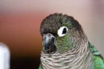 ウロコインコのりんちゃん