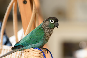 ウロコインコのりんちゃん