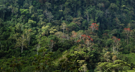 Image of the rainforest in the peruvian amazon.