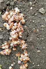 dried jasmine on the ground