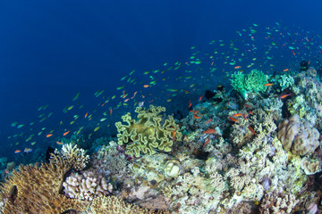 Fototapeta na wymiar Fish Swim Along Edge of Coral Reef
