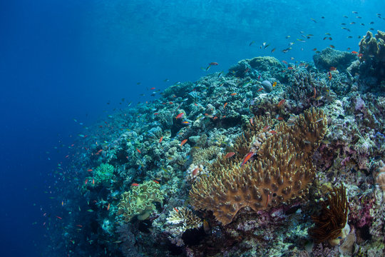 Fototapeta Coral Reef Drop Off