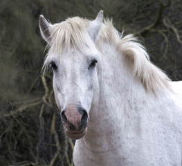 Fototapeta premium White Wild Horse Stalion