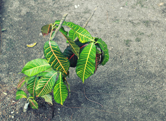 Small tree in the park