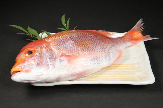 連子鯛 Images Browse 157 Stock Photos Vectors And Video Adobe Stock