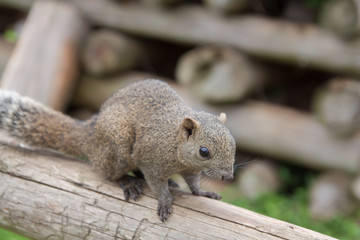 Squirrel in the park to eat