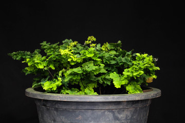 Fototapeta premium maidenhair fern Adiantum raddianum cv. Sea Whips
