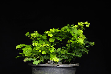 maidenhair fern  Adiantum raddianum cv. Tuffy Tips
