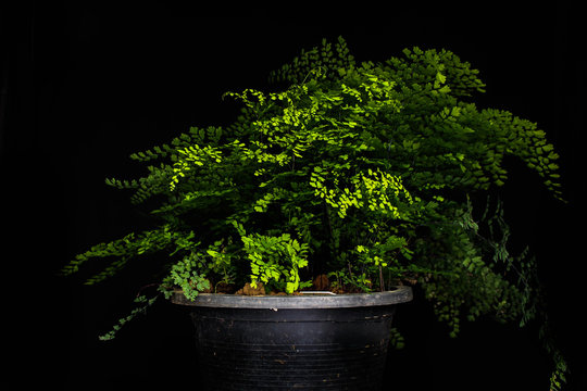 maidenhair fern Adiantum concinnum Humb.& Bonpl.ex Willd beettlemadlehair
