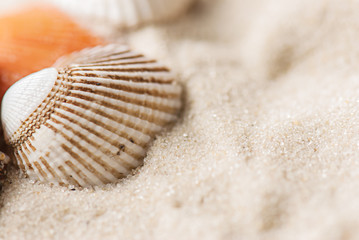 old seashells
