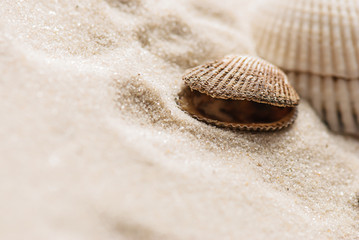 old seashells