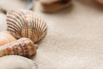 old seashells