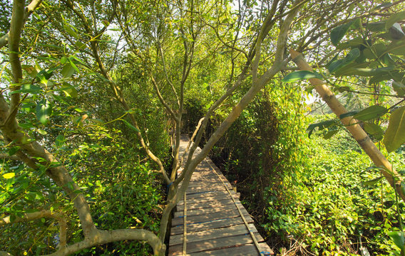 bamboo bridge in the middle of the mangrove forest